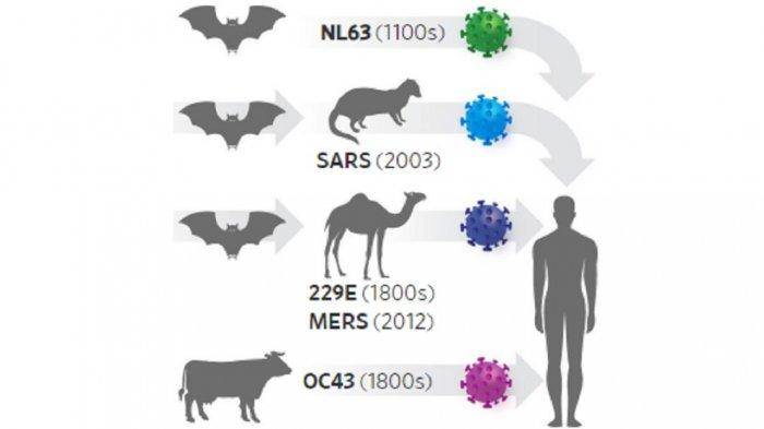corona transmission to human bats ile ilgili görsel sonucu